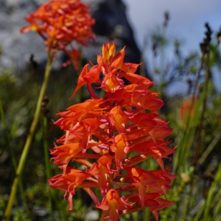 Disa ferruginea